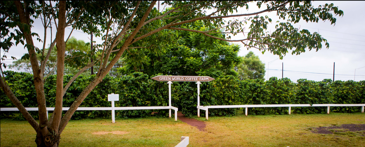 Green World Coffee Farm, Wahiawā, Oʻahu